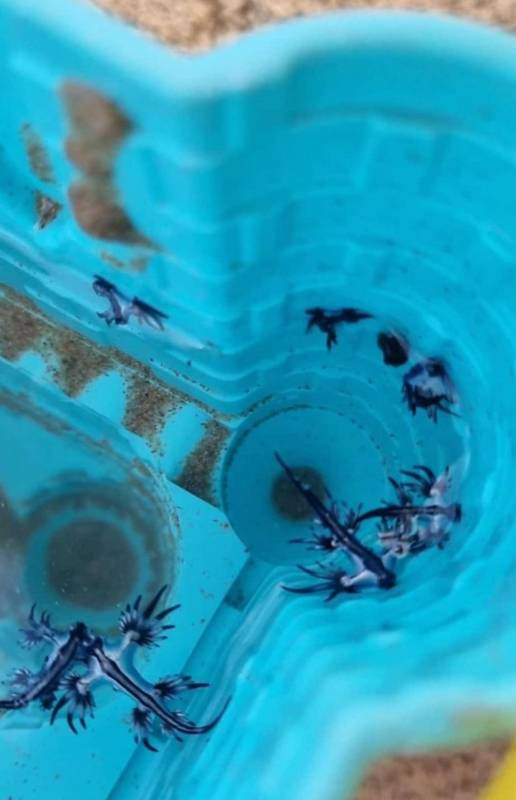 Blue dragons besieging Guardamar beaches