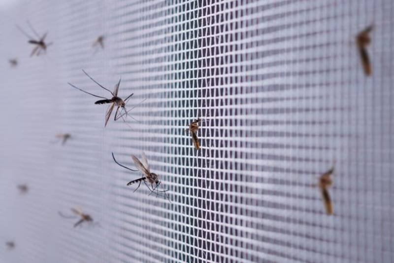 West Nile virus detected in mosquitoes in Pulpí and other parts of Almería
