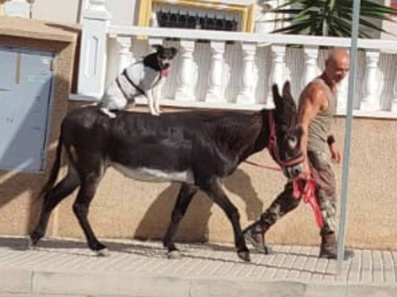 WATCH: Pigeon on a leash turns heads in Torrevieja