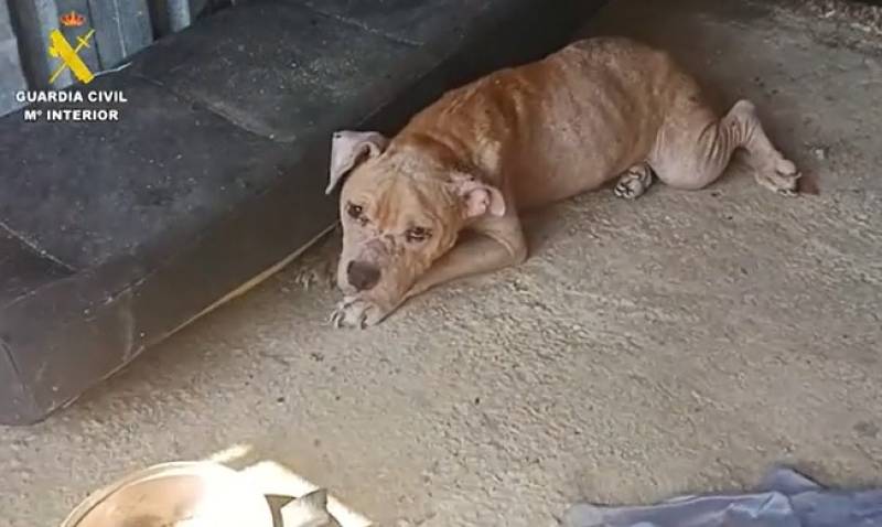 Man investigated for animal abuse after sick dog found in Ulea scrapyard