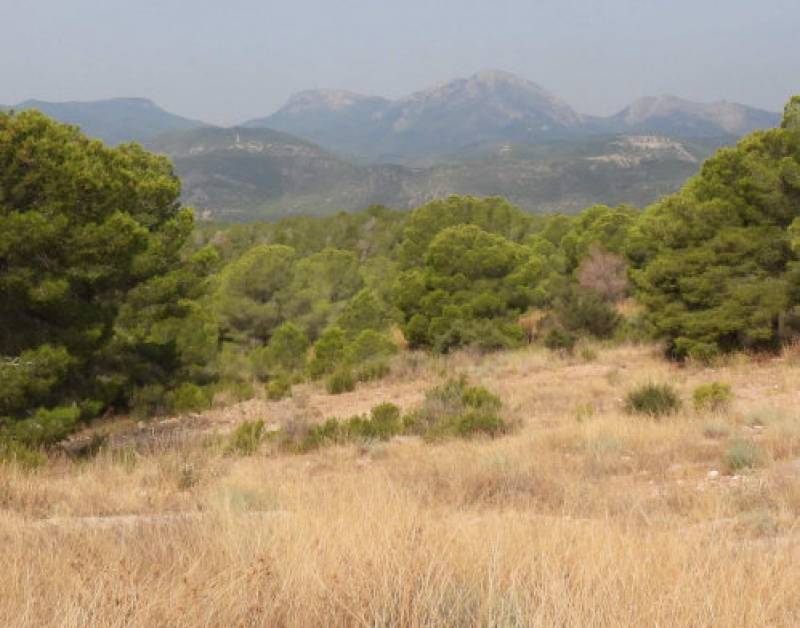 October 7 Bird spotting and nature between in the countryside of Alhama de Murcia