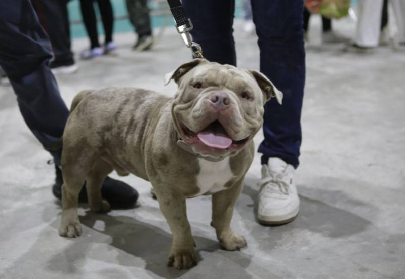 November 8 and 9 Dog Show and Pet Fair at the at the IFEPA exhibition centre in Torre Pacheco