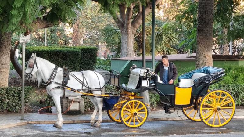 No more horsing around: Málaga reins in carriage rides