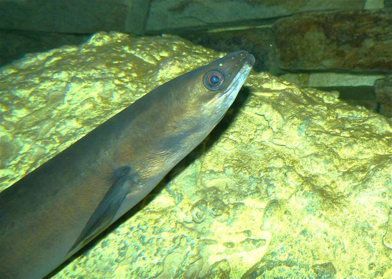 Spain steps in to protect the eels of the Mar Menor