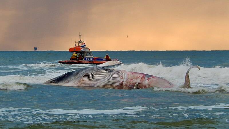 9 metre fin whale found dead at Valencia yacht club entrance