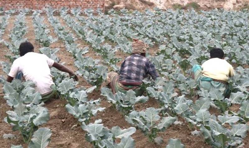 What is Bimi, the Asian 'super veg' taking over Murcia's fields?