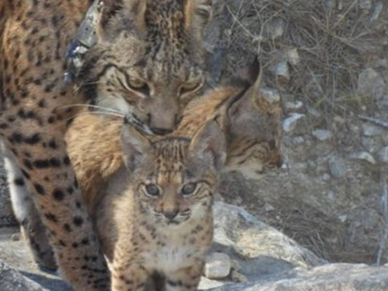 Four Iberian lynx kittens born in the wild in the Highlands of Lorca