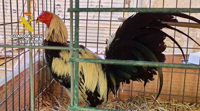 Vet and owner investigated in Murcia over alleged mutilation of fighting roosters