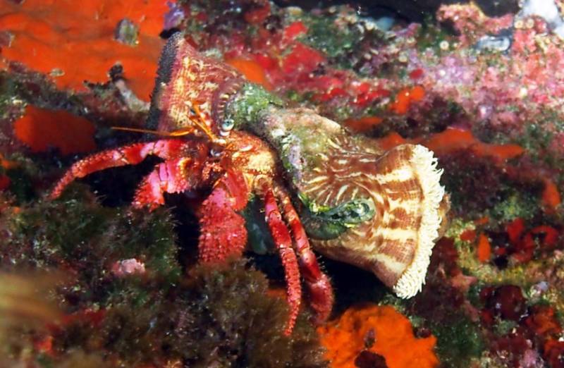 La Cresta, Isla del Fraile: An Águilas dive site of rocky mazes and resident groupers