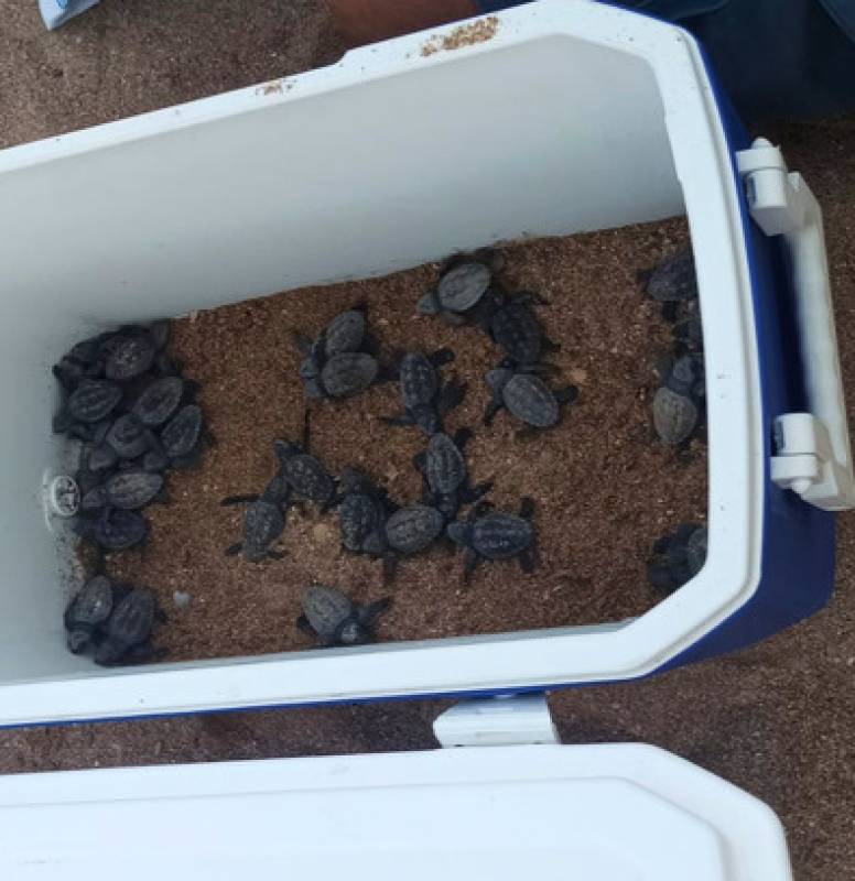 Seventy baby turtles hatched on a Costa Blanca beach on Sunday and most of them made it to the sea