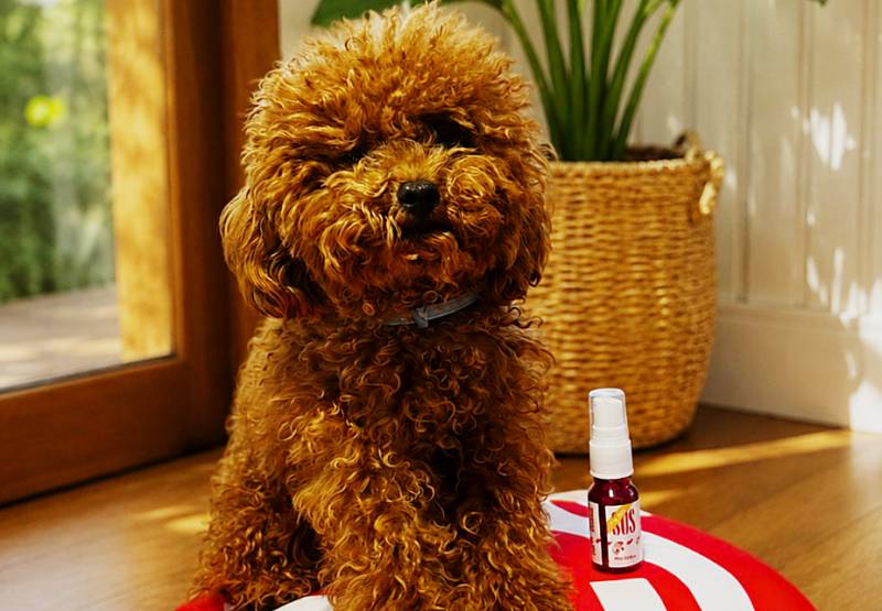 Murcia company develops new product to calm pets during fireworks