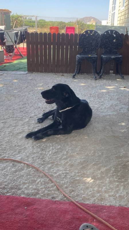 K9 Club's beautiful rescue mum Kiara is still waiting for her forever home