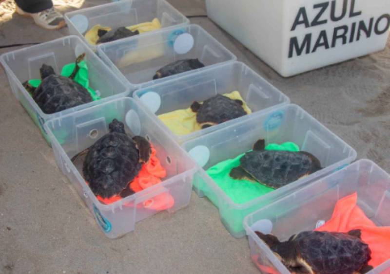 Seven turtles born on Benidorm beach return to the sea after a year of care