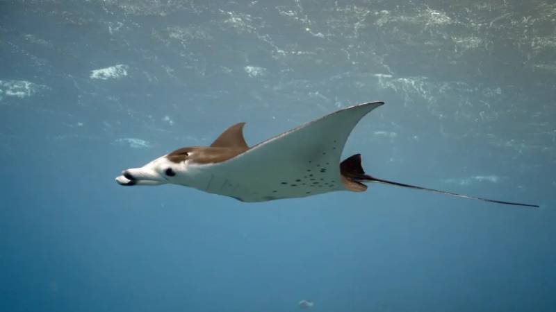 Tropical giants are turning up off the coast of the Region of Murcia